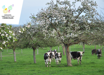 Plan végétal - Cartographie des vergers AOC