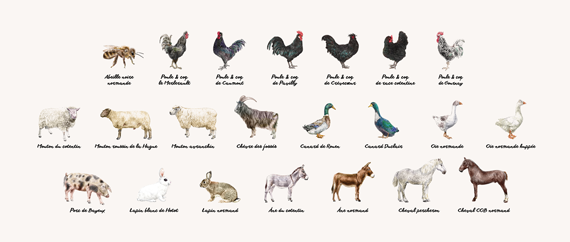 Vignette "Races patrimoniales normandes"