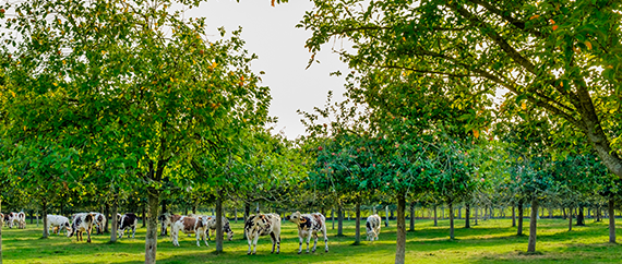 Vignette "Plan végétal - cartographie des vergers AOC"
